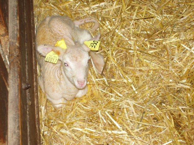 agneau 2006 0007